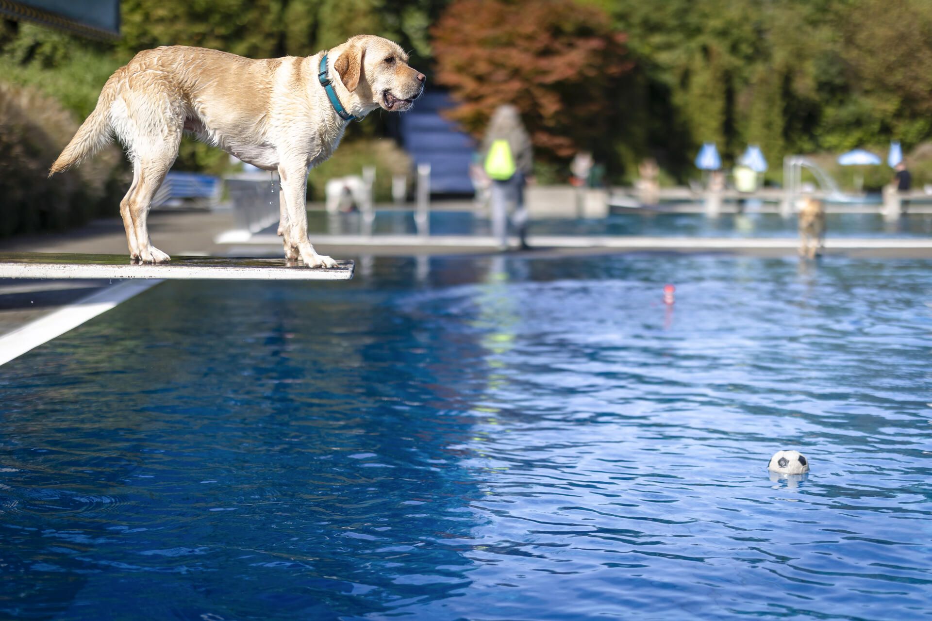 Zurich: Les chiens prennent leurs quartiers à la piscine