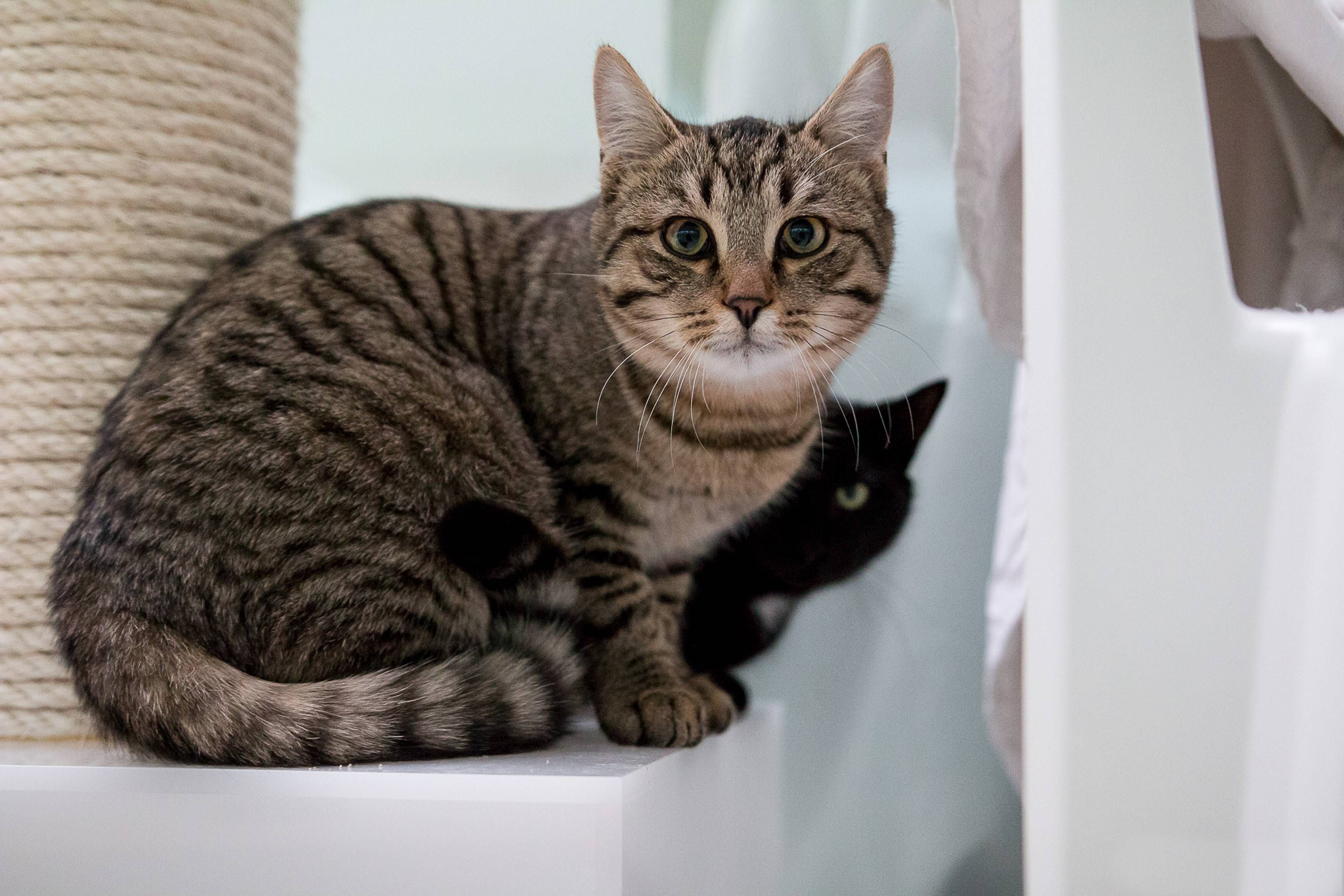 Bayern: Frau gibt Katze im Paket auf