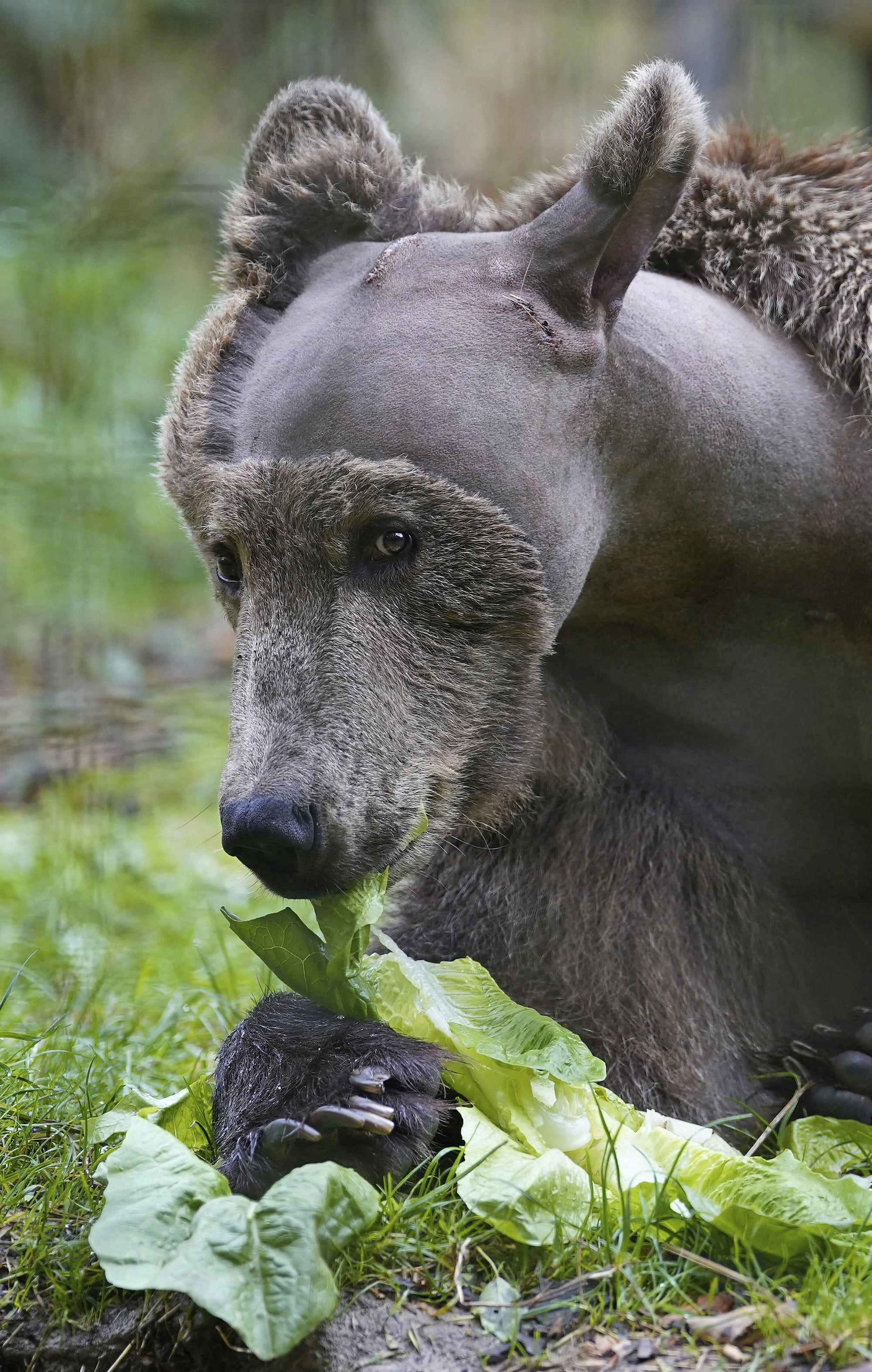 Animaux: Boki, premier ours brun avec un cerveau opéré en forme